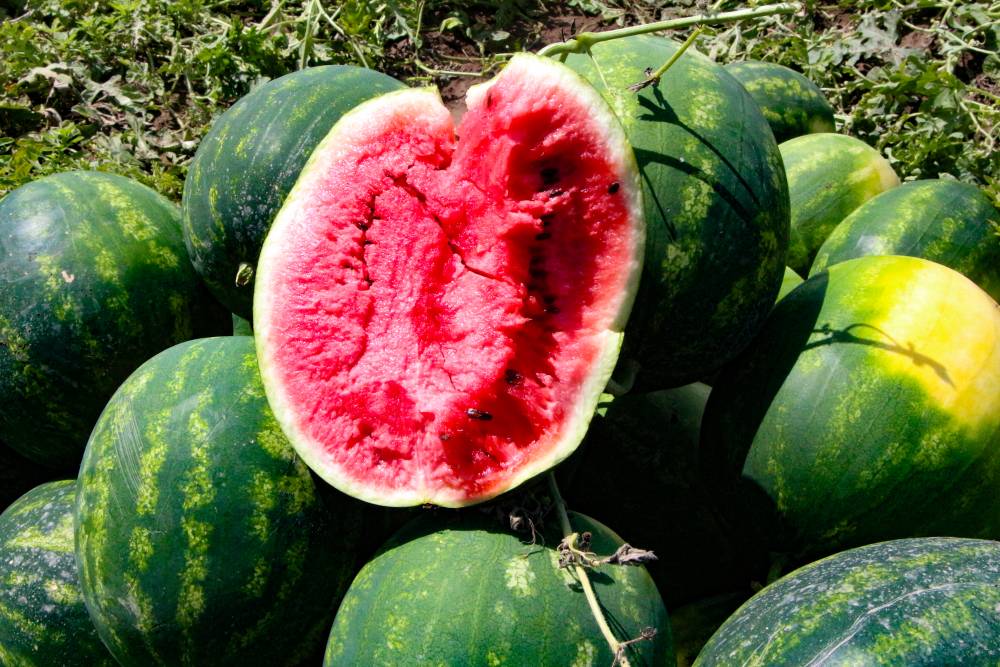 Adana'da karpuzun tarlada kilosu 13 TL'den 5 TL'ye düştü